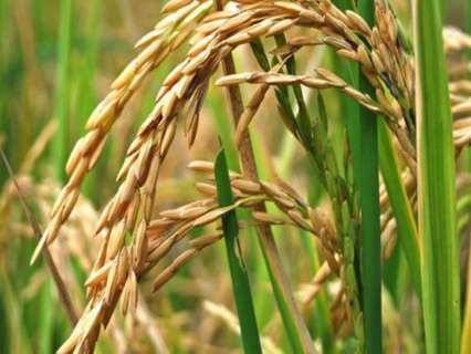 Parcela rústica en venta en Deltebre