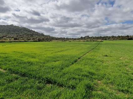 Parcela rústica en venta en Manacor