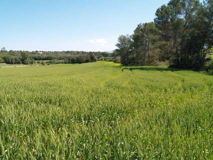 Parcela rústica en venta en Santa Margalida rebajada