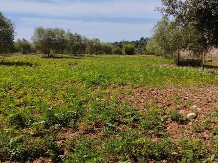 Parcela rústica en venta en Manacor