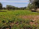 Parcela rústica en venta en Manacor
