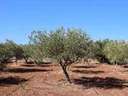 Parcela rústica en venta en Rossell