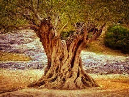 Parcela rústica en venta en Rossell