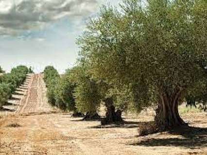 Parcela rústica en venta en Rossell