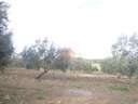 Parcela rústica en venta en Ronda