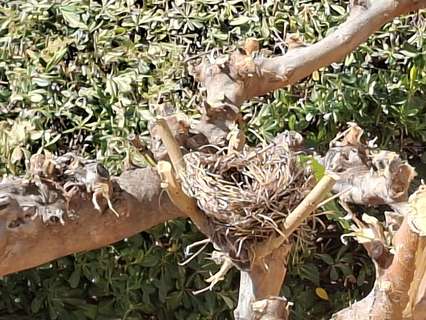 Casa en alquiler en Benicasim/Benicàssim