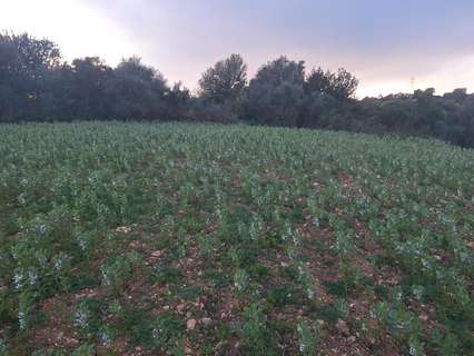 Parcela rústica en venta en Manacor