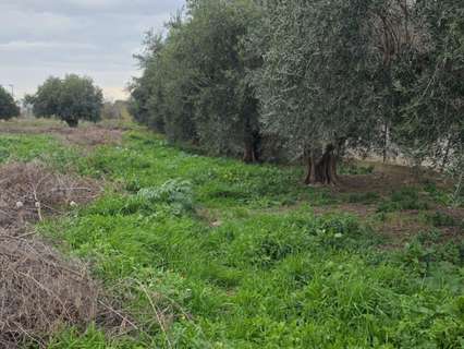 Parcela rústica en venta en Murcia