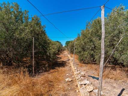 Parcela rústica en venta en El Ejido