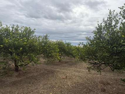 Parcela rústica en venta en Daya Nueva