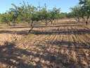 Parcela rústica en venta en Cehegín