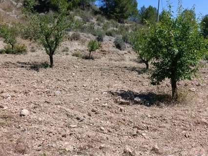 Parcela rústica en venta en Cehegín rebajada