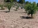 Parcela rústica en venta en Cehegín rebajada