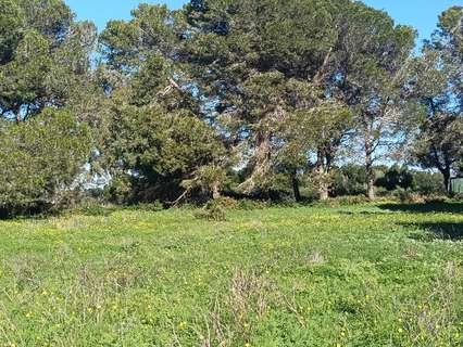 Parcela rústica en venta en Chiclana de la Frontera