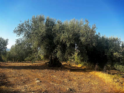 Parcela rústica en venta en Periana