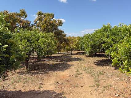 Parcela rústica en venta en Alcaucín