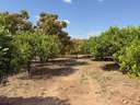 Parcela rústica en venta en Alcaucín