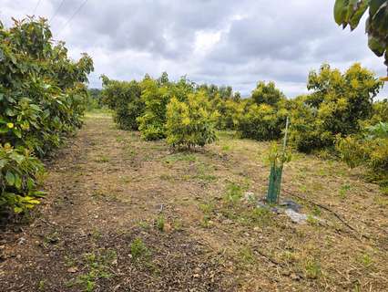 Parcela rústica en venta en Pego zona Pego