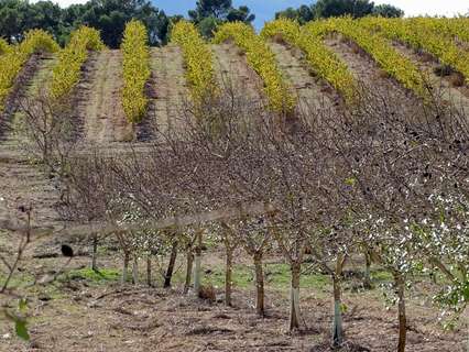 Parcela rústica en venta en La Font de la Figuera