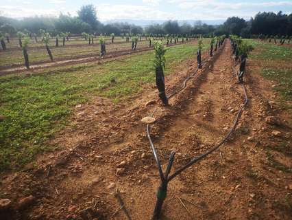 Parcela rústica en venta en Ulldecona