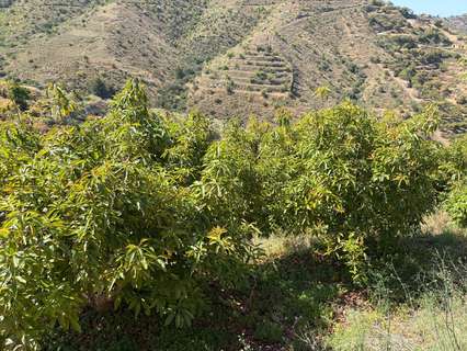 Parcela rústica en venta en Motril