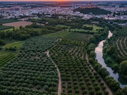 Parcela rústica en venta en Novelda