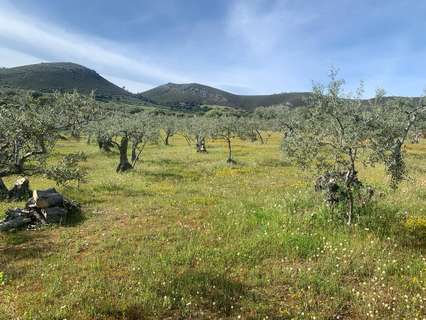 Parcela rústica en venta en Casas de Millán