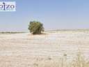 Parcela rústica en venta en Bargas