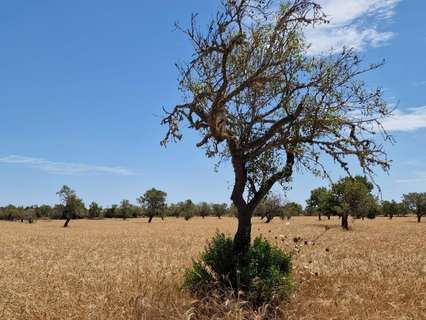 Parcela rústica en venta en Santanyí