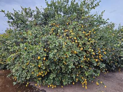 Parcela rústica en venta en Los Montesinos