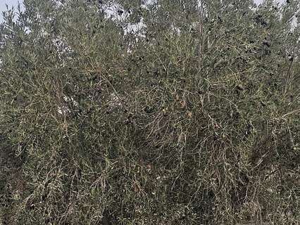 Parcela rústica en venta en Orihuela