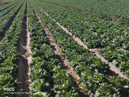 Parcela rústica en venta en Lorca