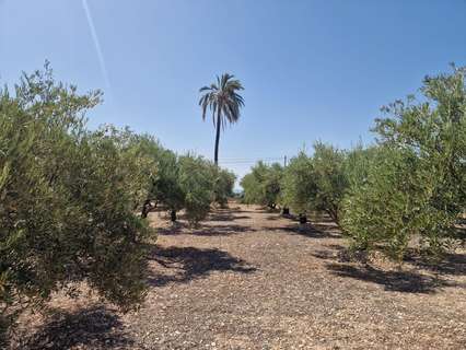 Parcela rústica en venta en Crevillent