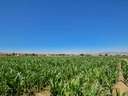 Parcela rústica en venta en Cúllar Vega