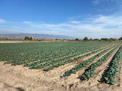 Parcela rústica en venta en Lorca