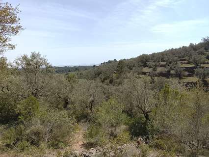 Parcela rústica en venta en L'Aldea