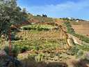 Parcela rústica en venta en Algarrobo