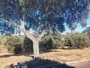 Parcela en venta en Sevilla la Nueva