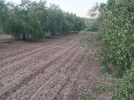 Parcela rústica en venta en Mollina