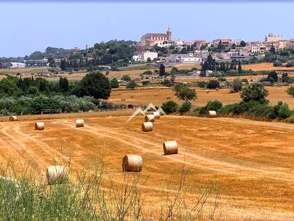 Parcela rústica en venta en Santa Margalida