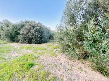 Parcela rústica en venta en Inca