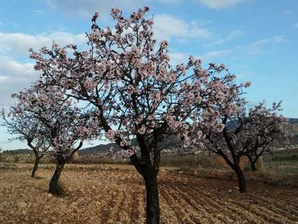 Parcela rústica en venta en Hondón de las Nieves