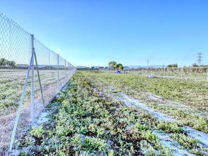 Parcela rústica en venta en San Fulgencio rebajada