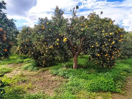 Parcela rústica en venta en Terque