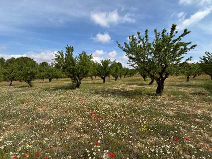 Parcela rústica en venta en Requena