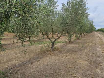 Parcela rústica en venta en Móra d'Ebre