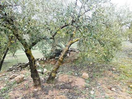 Parcela rústica en venta en Peligros