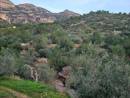 Parcela rústica en venta en Alcanar