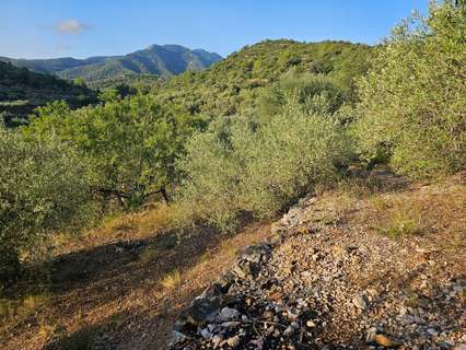 Parcela rústica en venta en Amposta rebajada