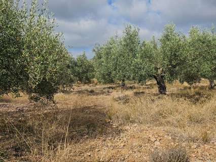 Parcela rústica en venta en Sant Carles de la Ràpita